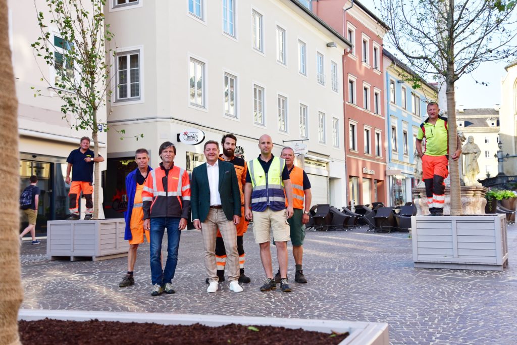 Neue Baum-Allee dekoriert den Hauptplatz