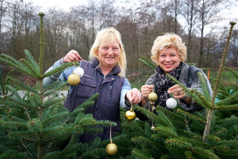 Lebende Christbäume für nachhaltige Weihnachten