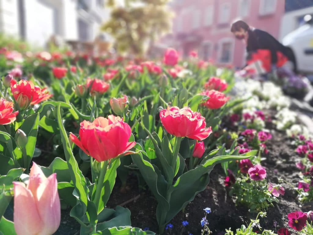 Stadtgartenteams machen ganz Villach frühlingsfit