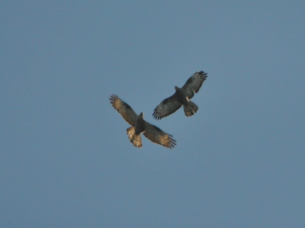 Naturpark ist fest in den Klauen der Greifvögel