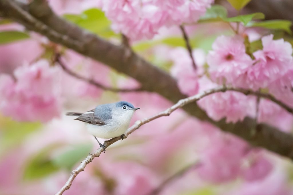 Vogelgezwitscher macht glücklich