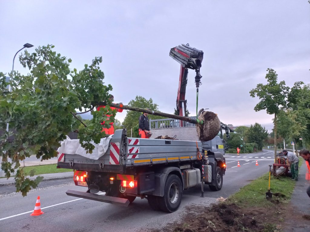 Gerettet: Sechs Laubbäume wurden übersiedelt